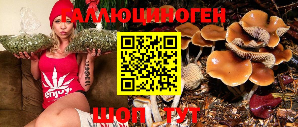Псилоцибиновые грибы Cubensis Калач-на-Дону